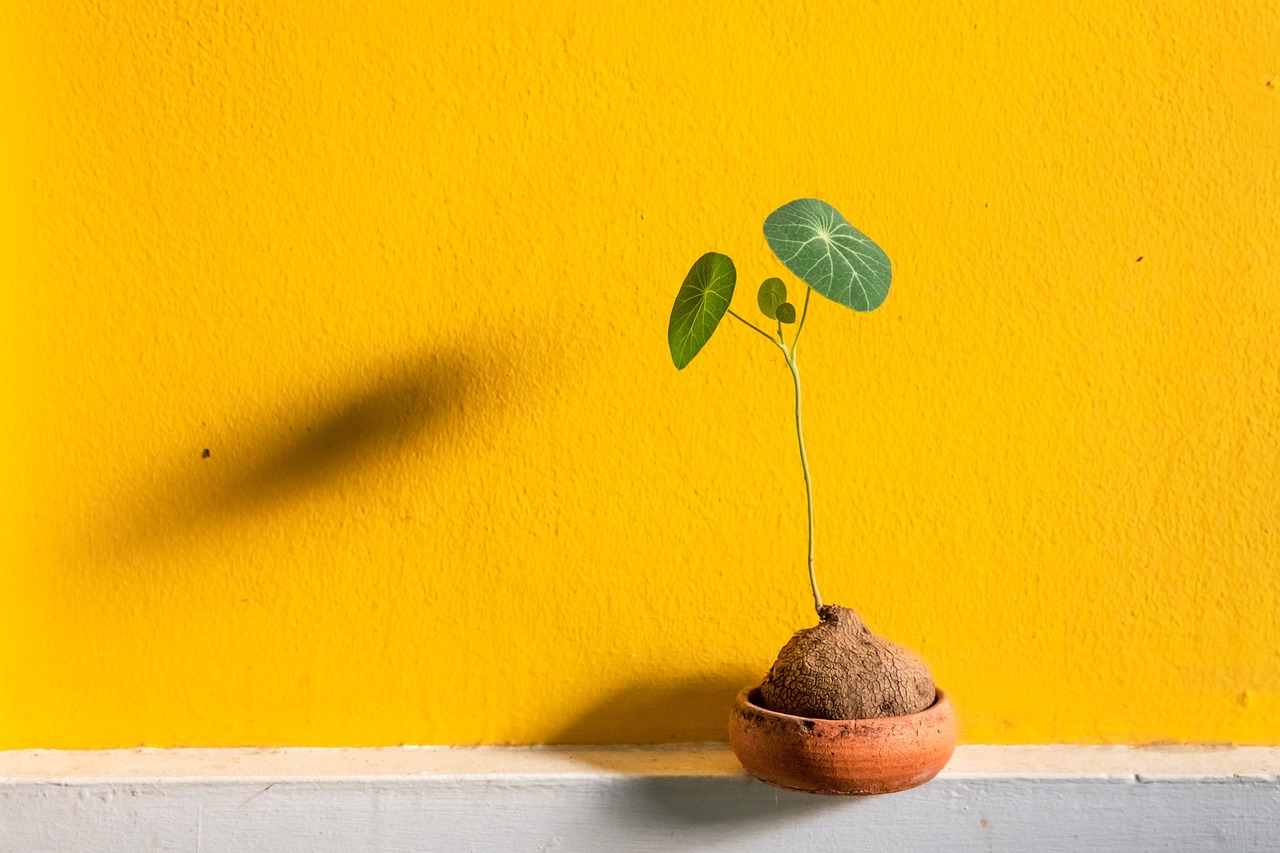 ceramic  earth pot  clay pot  flower pot  plant  nature  growing  orange wall  shadow  horticulture  botany