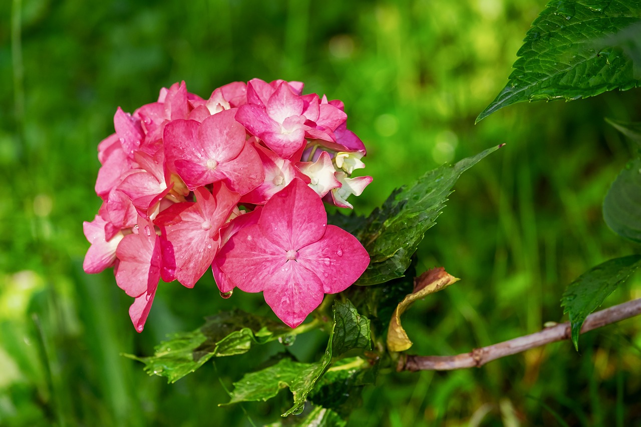 hydrangea flowers dew dewdrops beautiful flowers pink hydrangea leaves petals flower background pink petals bloom blossom flower wallpaper flora nature