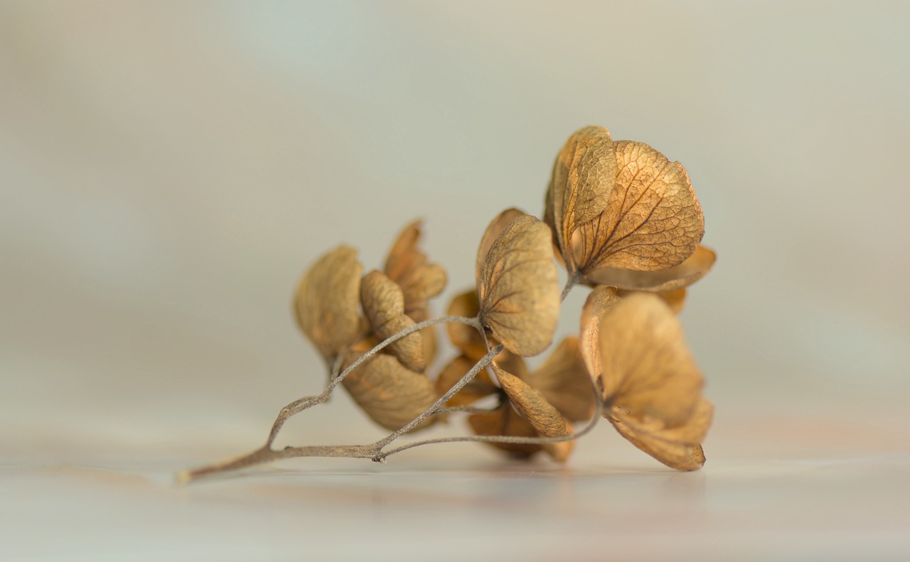 hydrangea blossom bloom transience nature dried dried up still life hydrangea still life still life still life still life still life