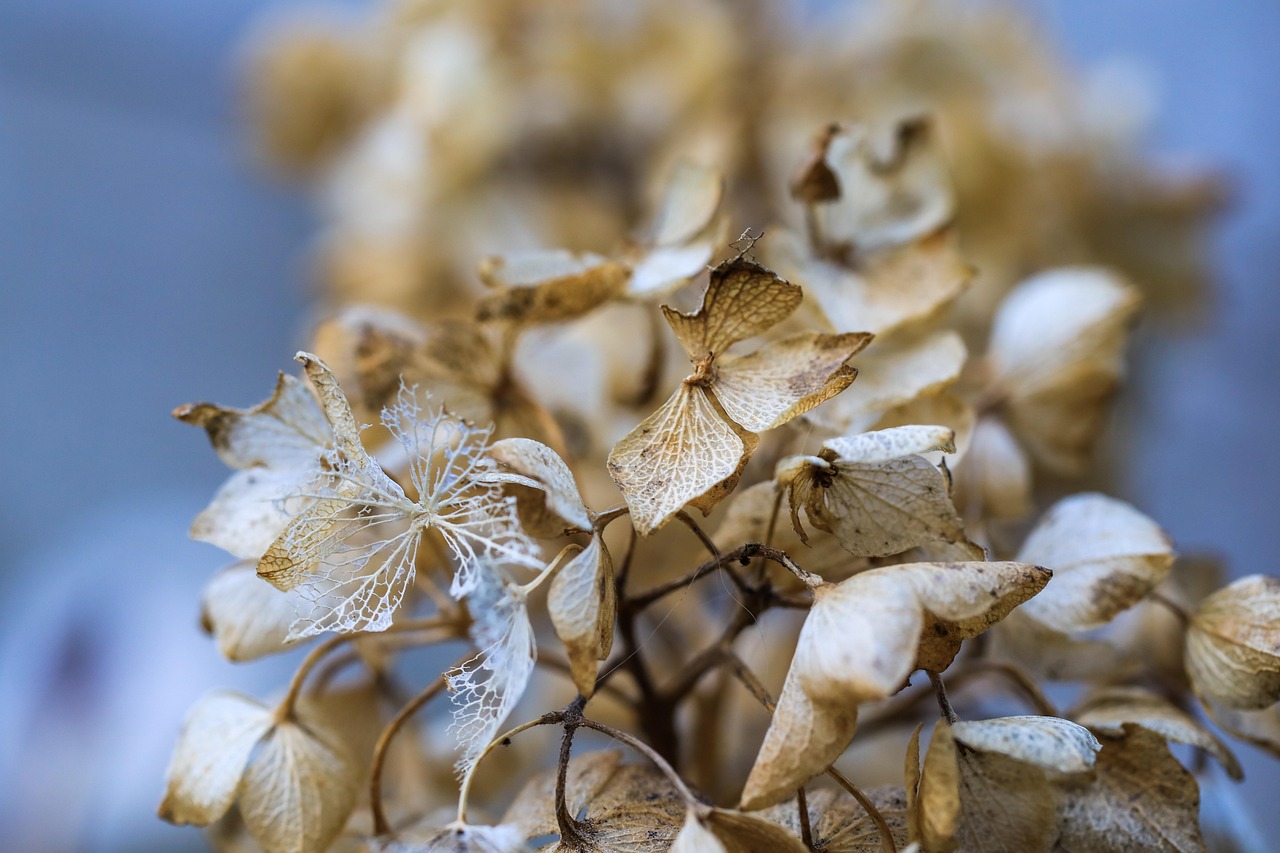 flower  flower wallpaper  nature  hydrangea  garden  flora  botany  beautiful flowers  flower background  blossom  bloom  growth  macro  brown  blue
