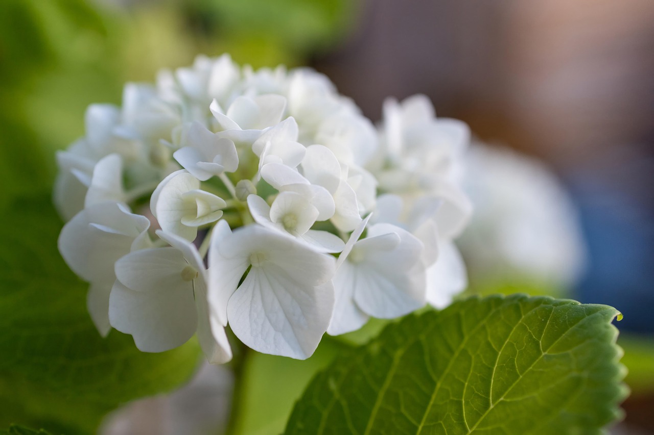 flower flower wallpaper beautiful flowers hydrangea plant flower background green macro nature