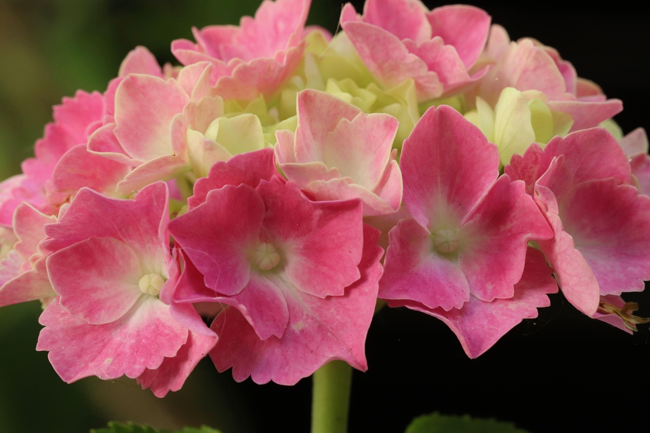 hydrangea hydrangea flower blossom bloom bloom blooms petals pink ornamental plant summer plant nature garden garden flower hydrangea hydrangea hydrangea hydrangea hydrangea