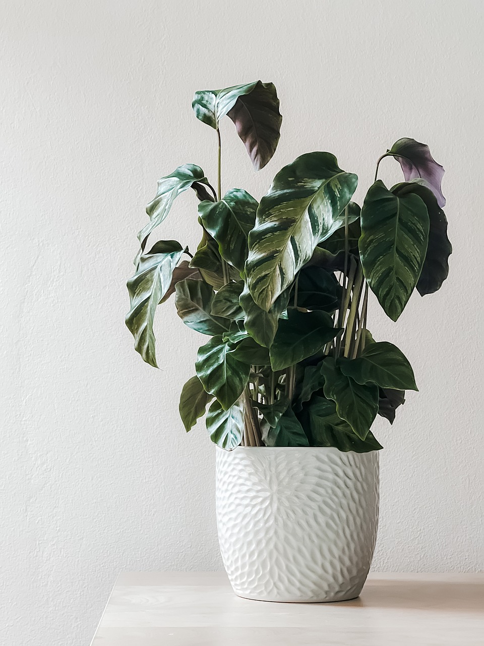 houseplant  potted plant  decor  nature  foliage  plant  houseplant  houseplant  houseplant  potted plant  potted plant  potted plant  potted plant  plant  plant  plant  plant  plant
