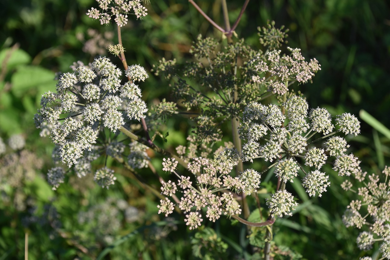 plant  bush  stems  petals  hemlock  poisonous plant  botany  flora  nature  hemlock  hemlock  hemlock  hemlock  hemlock