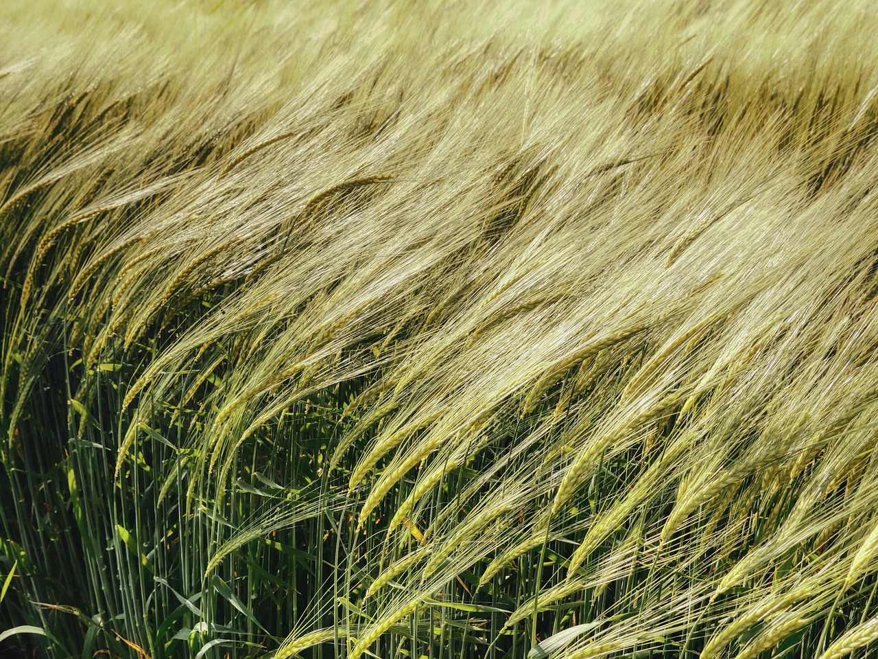 cornfield  grain  spike  wheat  agriculture  nature  backlighting  grow  green  plant  wheat  agriculture  grow  grow  grow  grow  grow  green  green  green  green  plant