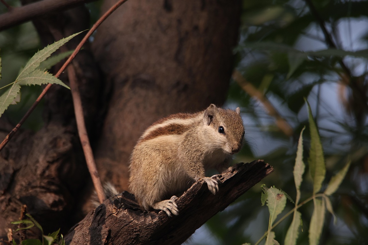 squirrel  rodent  chipmunk  tree  nature  squirrel  squirrel  squirrel  squirrel  squirrel  nature