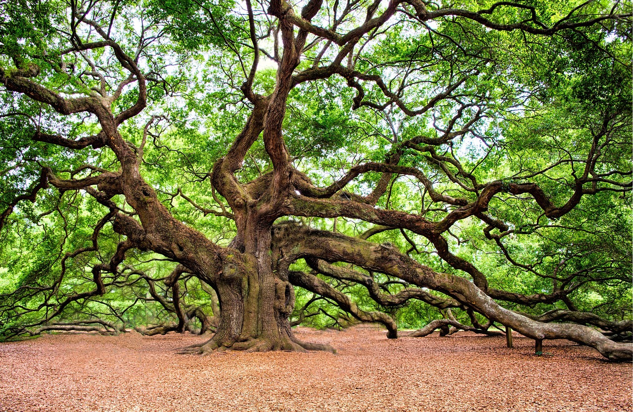 Oak Tree Bloom Cycle Understanding Pollination And Timing