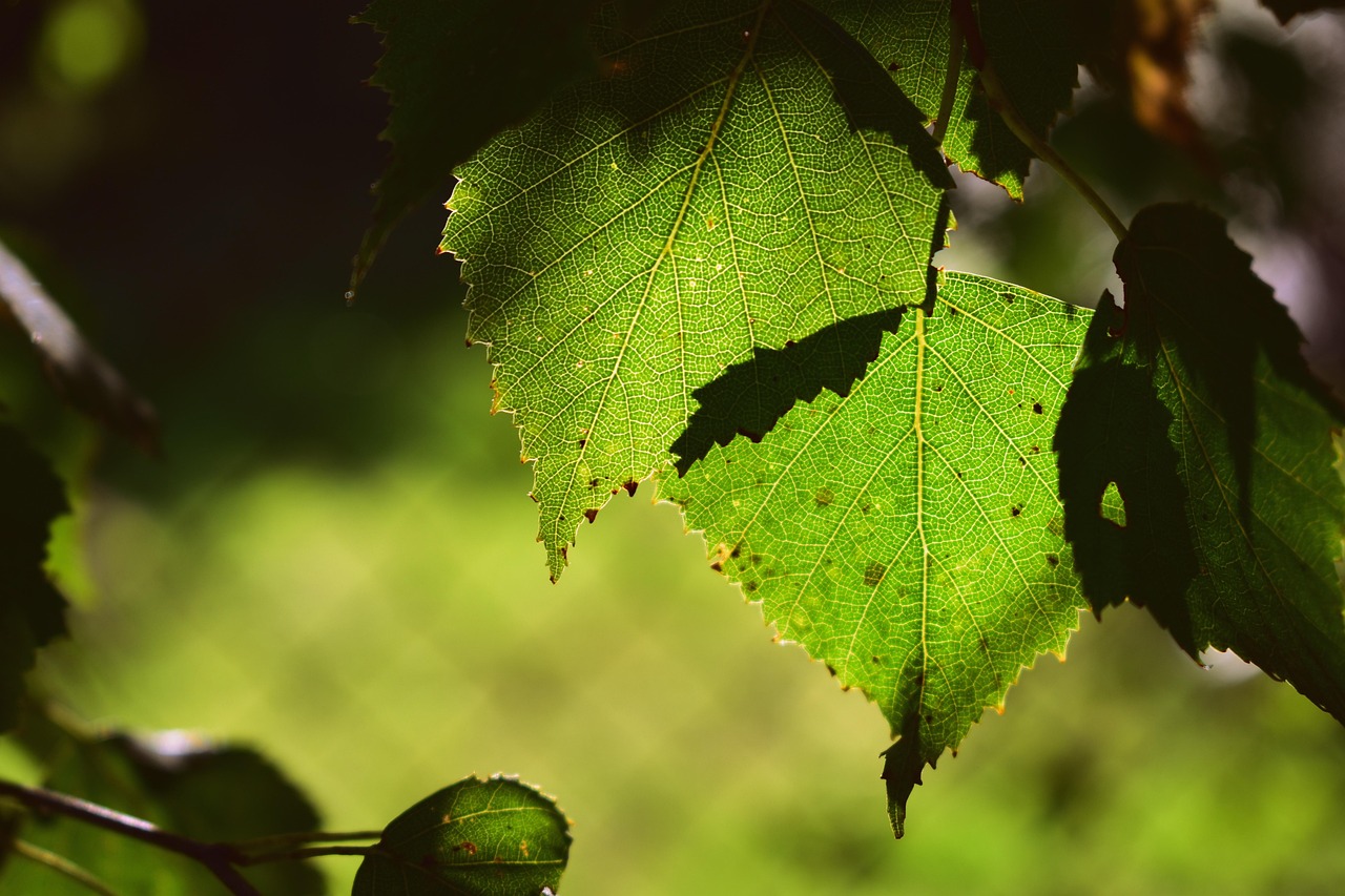 leaves birch tree foliage nature tree tree foliage foliage nature nature nature nature nature