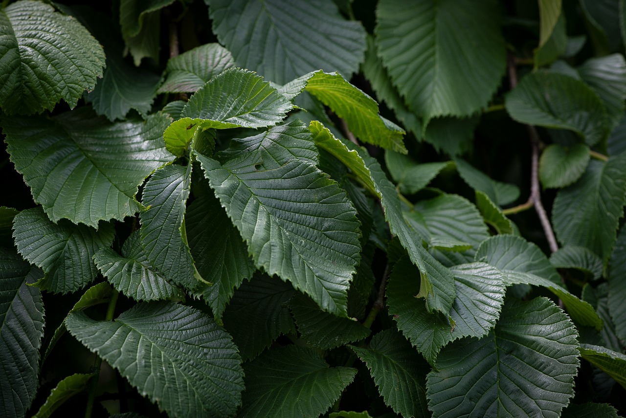 elm leaves foliage elm leaves hanging elm garden tree leaf structure close up nature botany flora elm elm elm elm elm