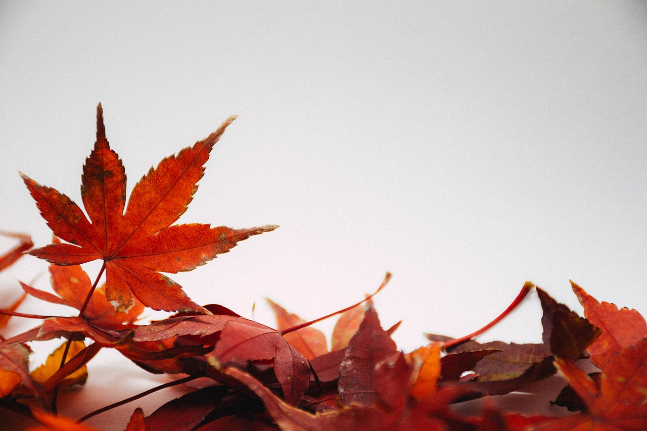 leaves autumn fall colorful park mood maple magic red season elm orange seasonal wind nature decoration color yellow gold