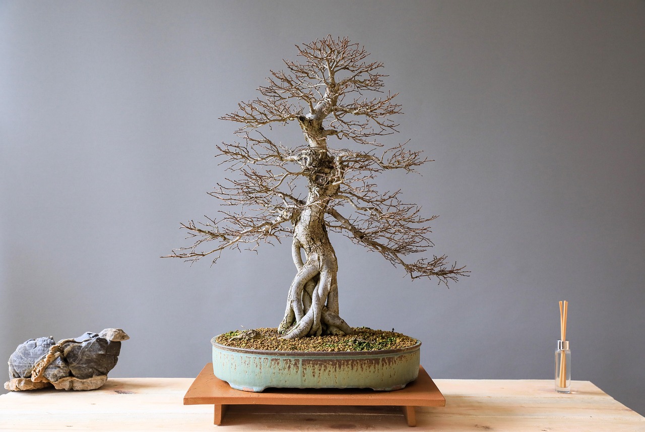 bonsai  elm bonsai  elm  wood  nature  plant  art  japanese culture  culture  horticulture