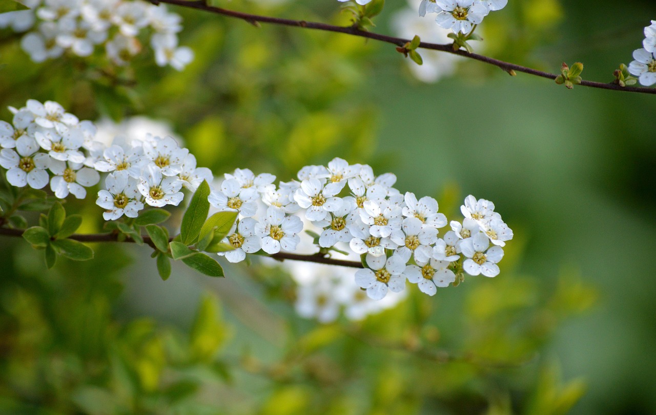 flower  white flowers  flower wallpaper  blooms  spring  flora  flower background  spring season  blooming branch  nature  bride spiere  snow spiere  blooming  garden  blossoms  white  beautiful flowers  bush  ornamental shrub  sparrow  spiraea arguta  spiraea  panicle  shrub  roses  screen panicles  snow white  hall