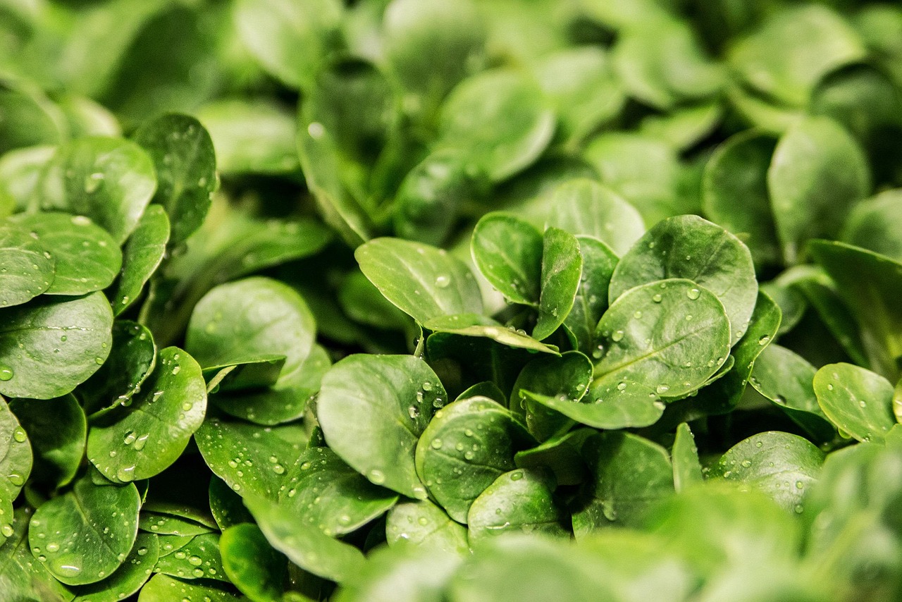 lettuce leaves nature vegetable lambs lettuce corn salad greenery foliage plants flora garden closeup