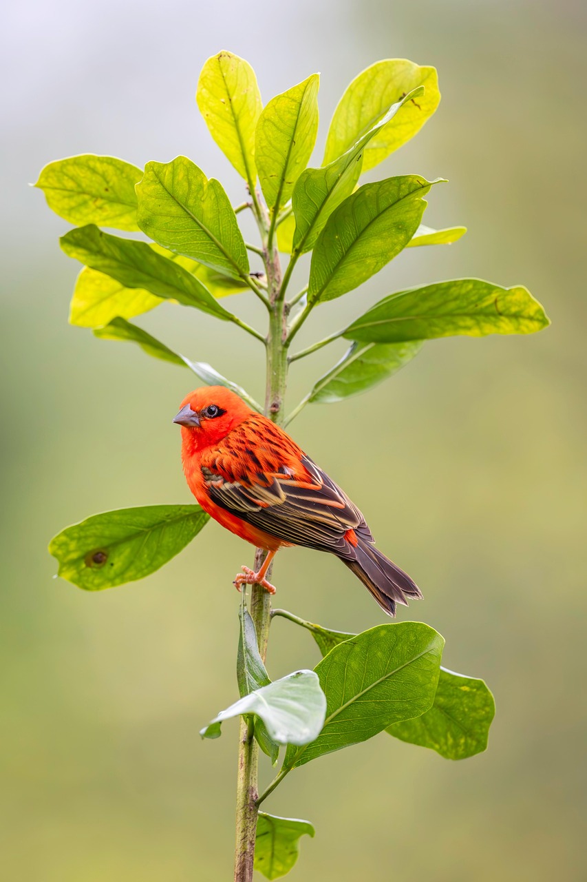 bird cardinal ornithology species fauna animal beak wildlife foudia madagascariensis exotic feather feathers plumage nature red madagascar weaver bird sitting tree top fall green red leaves blurred background vertical blurred background vertical vertical vertical vertical vertical
