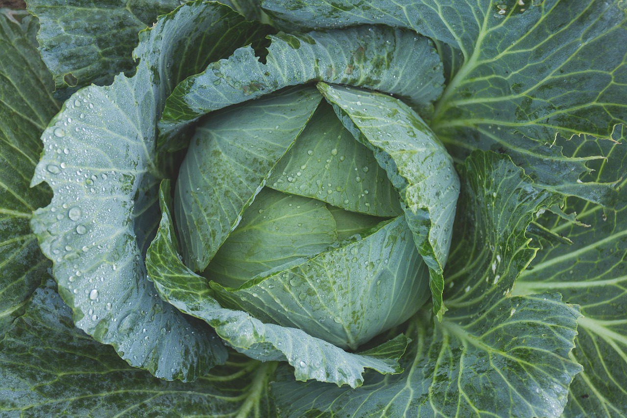 cabbage vegetable kale green nature dew flora food freshness garden gardening grow growth leaves top view wet green vegetable green leaves green gardening