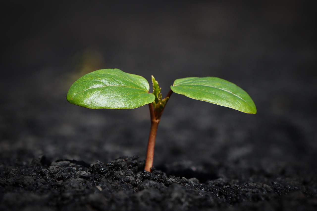 plant nature growth botany leaves soil earth mother nature nature growth growth growth soil soil soil soil soil earth earth earth earth