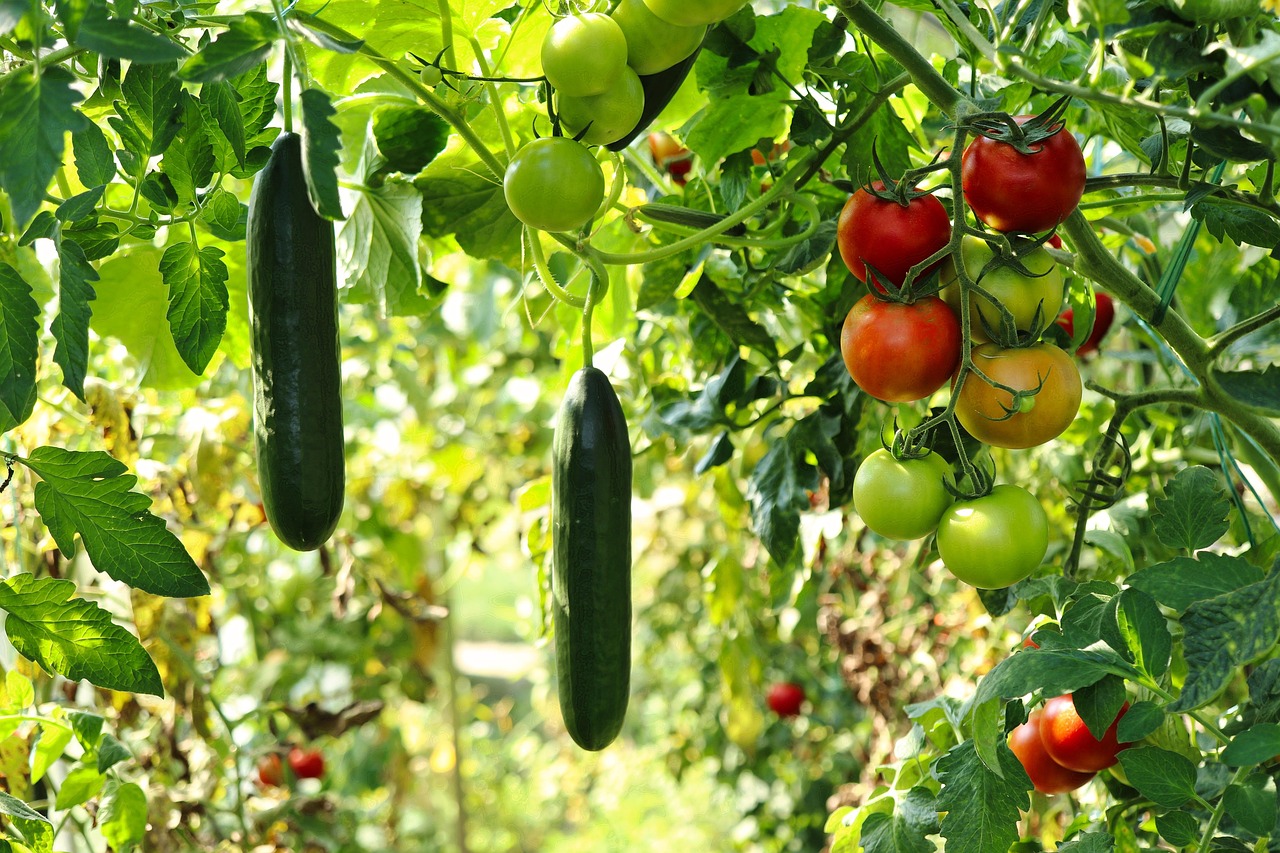 cucumber plant tomato plant vegetable garden gardening nature horticulture plants vegetables