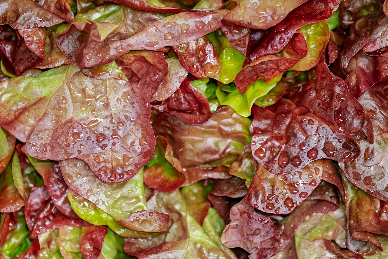 lollo rosso cut salad salad crisp fresh washed waterdrop curled leaves lettuce bio red healthy vitamins raw food garden salad multicoloured food meal salad salad salad lettuce lettuce lettuce lettuce lettuce