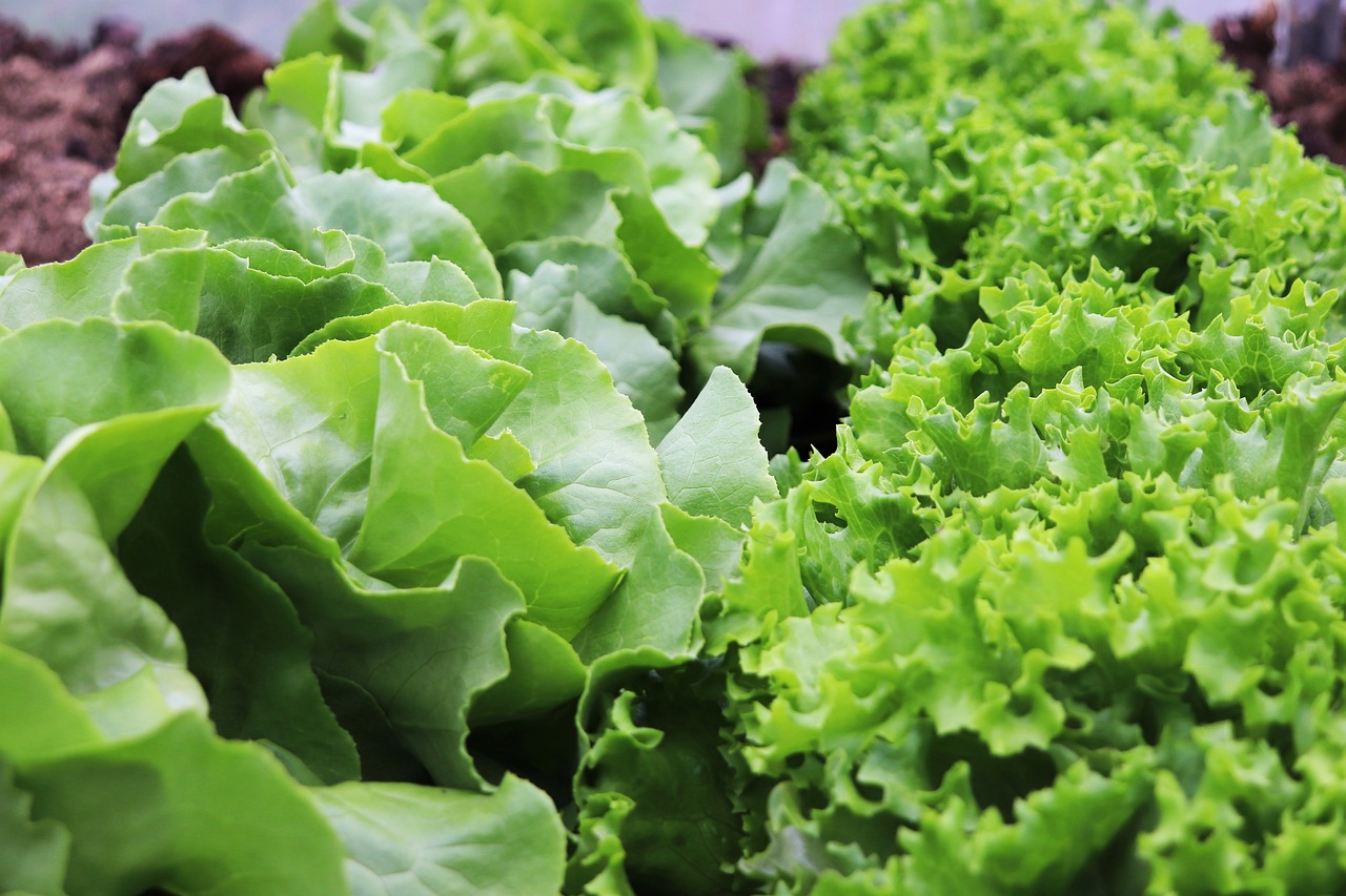 lettuce salad garden plants growing lettuce green salad butter leaf lettuce kinds of lettuce head of lettuce cut lettuce butterhead lettuce lettuce varieties different types of lettuce lettuce recipes nature fresh lettuce lettuce nutrition facts lettuce salad spring lettuce vegetables food healthy vegetarian organic