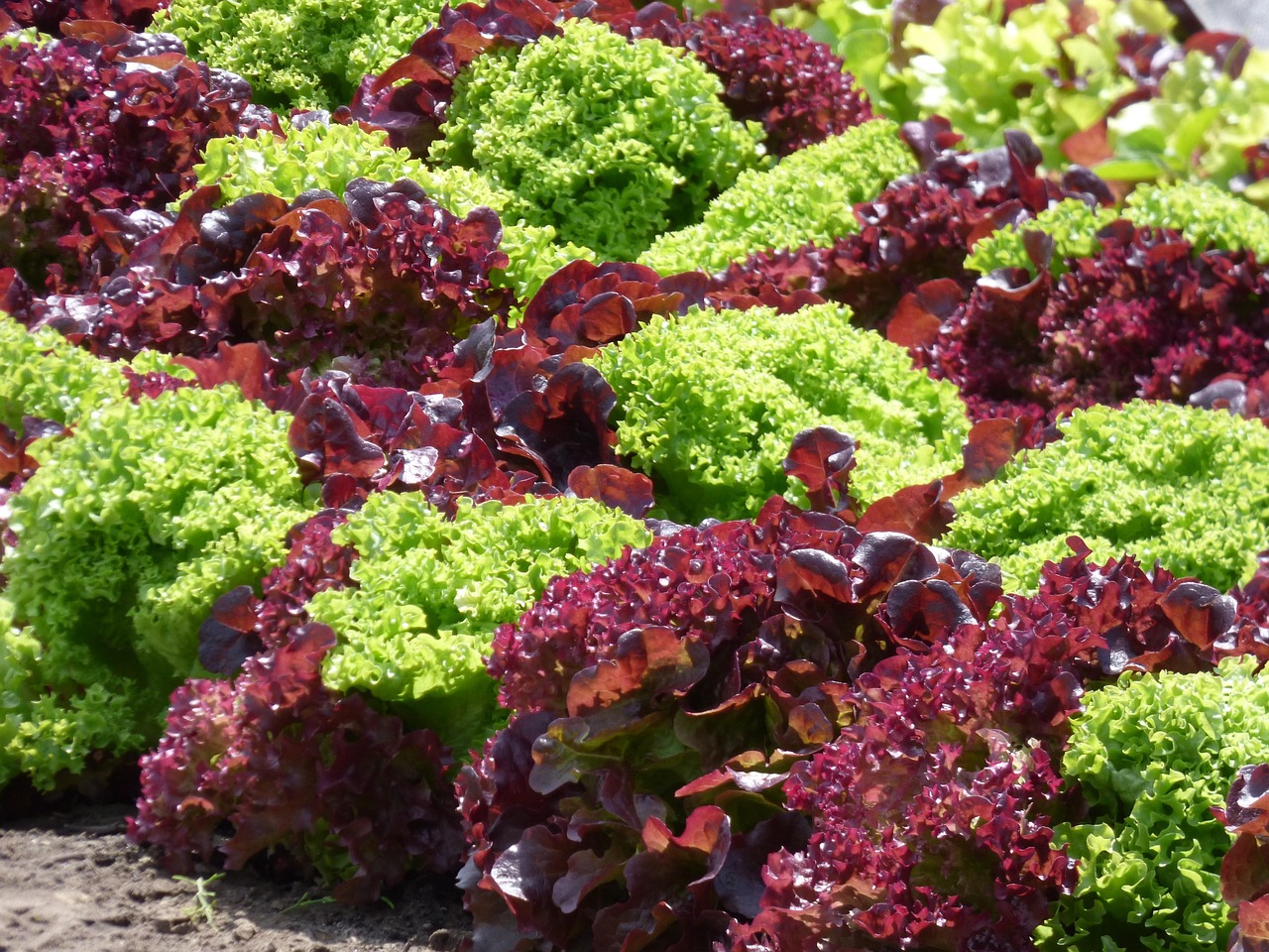 salad red lettuce green lettuce healthy kitchen garden food grow your own red lettuce red lettuce red lettuce red lettuce red lettuce