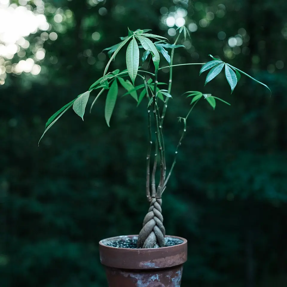 Money Tree Brown: Leaves Causes And Quick Fix Solutions
