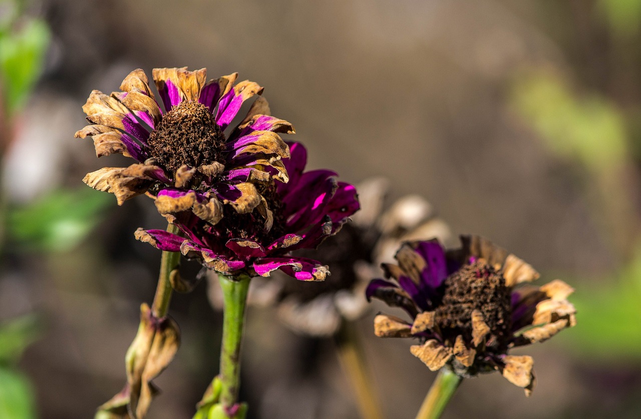 frost damage dying flowers zinnias dried flowers autumn flowers blossoms flower seeds damaged plants frost damage dying flowers dying flowers dying flowers dying flowers dying flowers damaged plants