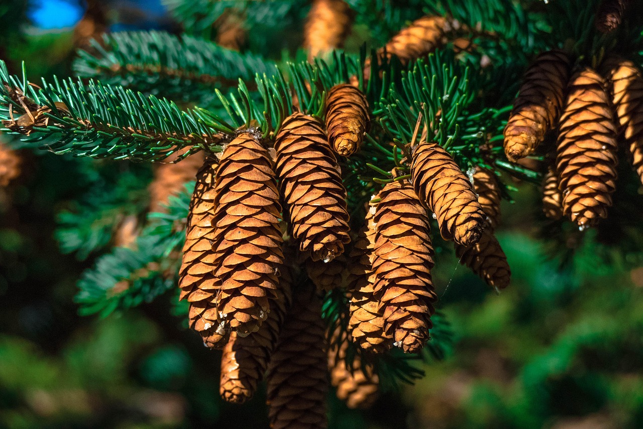 cones  pine  pine tree  pine cones  needles  pine needles  fir tree  fir cones  tree  nature  close up  pine  pine  pine  pine  pine  pine tree  pine tree  pine tree  pine tree  pine tree  pine cones  fir tree