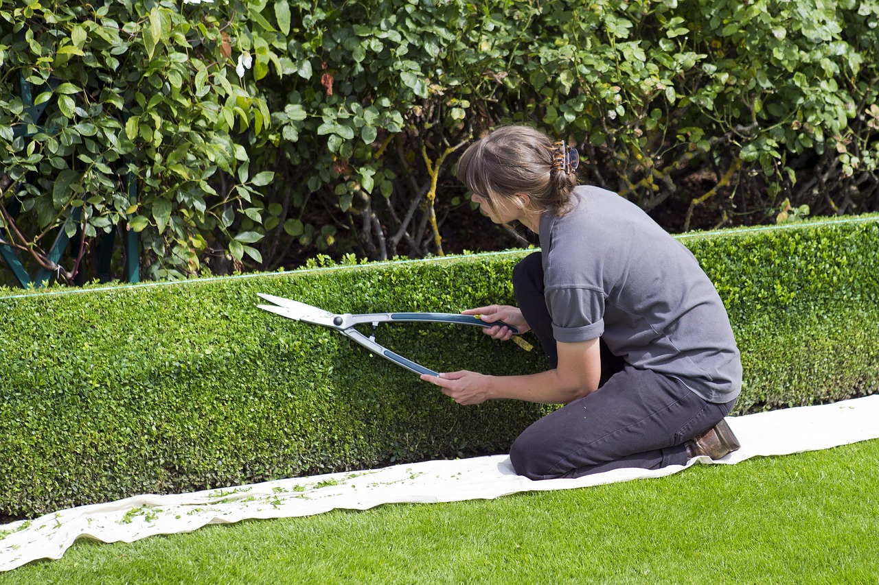 box hedge topiary shears gardener trimming rhs hyde hall green box shears shears shears trimming trimming trimming trimming trimming