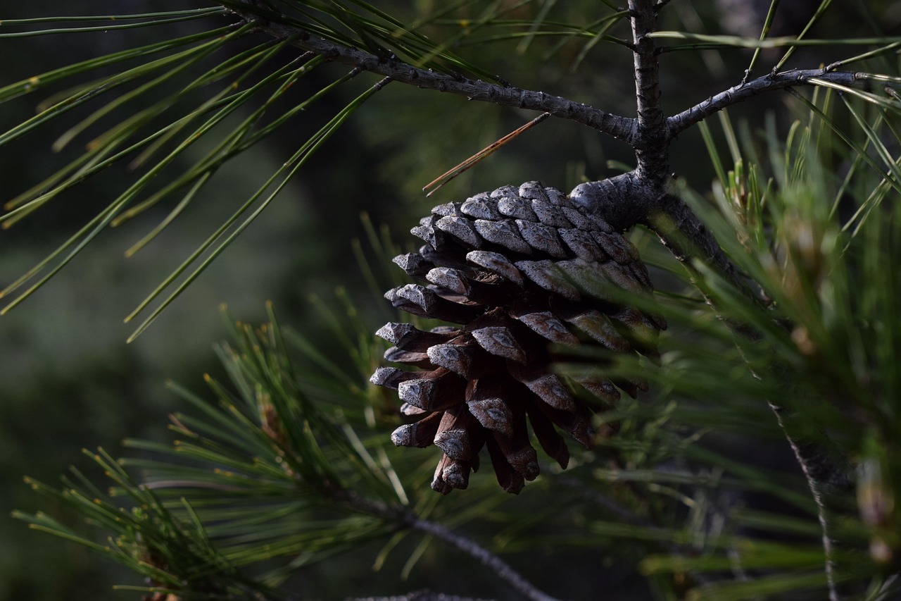 pine pine cone tree sunset light nature pine pine pine pine pine pine cone pine cone tree
