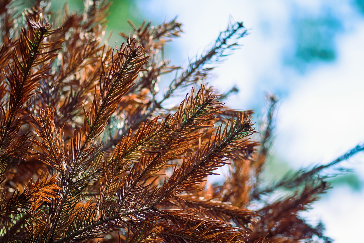 fir tree dying tree dry needles brown pine needles transience dying tree dying tree dying tree dying tree dying tree
