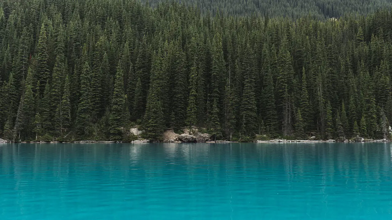 trees lake forest conifers coniferous conifer forest woods woodlands evergreen idyllic landscape outdoors pine trees nature scenic tranquil water trees forest pine trees pine trees pine trees pine trees pine trees
