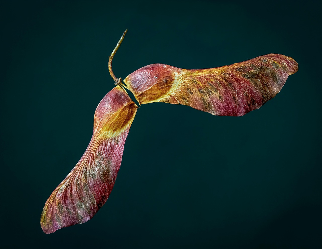 seed sycamore sycamore seed nature sycamore sycamore sycamore sycamore sycamore sycamore seed sycamore seed sycamore seed
