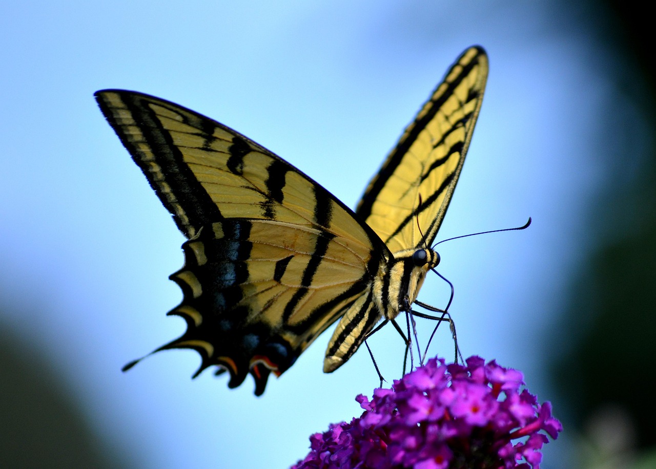 butterfly yellow colorful nature tiger swallowtail sunlight spring bright blue spring blue butterfly tiger swallowtail tiger swallowtail tiger swallowtail tiger swallowtail tiger swallowtail spring