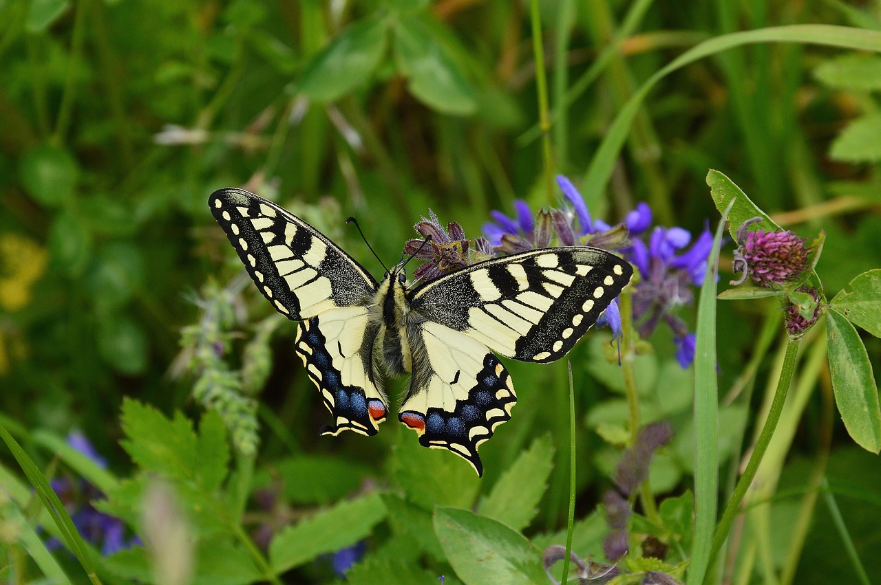 old world swallowtail butterfly swallowtail insect papilio machaon wings butterfly wings winged insect lepidoptera animal world fauna animal nature butterfly butterfly butterfly butterfly butterfly swallowtail