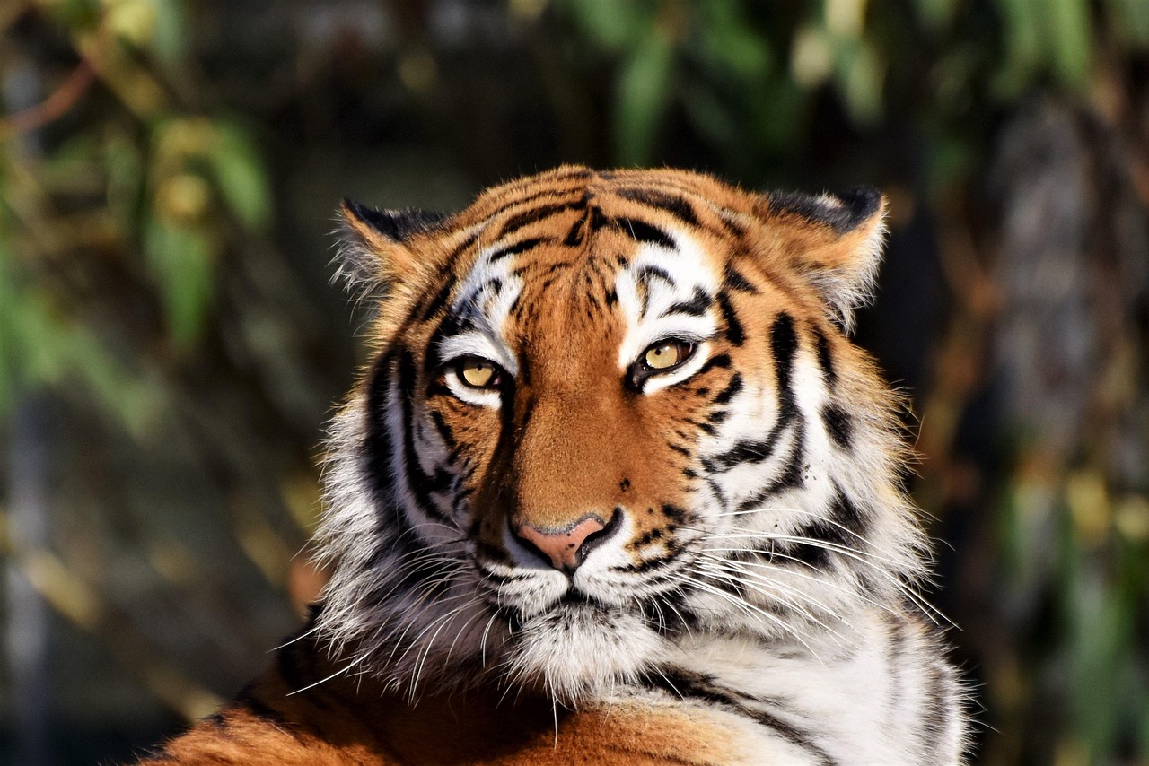 tiger animal siberian tiger zoo big cat large cat tiger head stripes feline mammal nature wildlife wildlife photography predator carnivore dangerous tiger tiger tiger tiger tiger