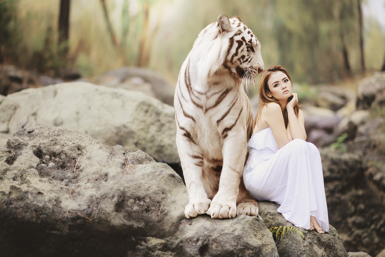 nature wildlife white bengal tiger tiger predator big cat wildcat dangerous danger friendship royal tiger indian tiger majestic woman beautiful beauty girl young friends love partner protector protection tiger tiger tiger tiger tiger girl love
