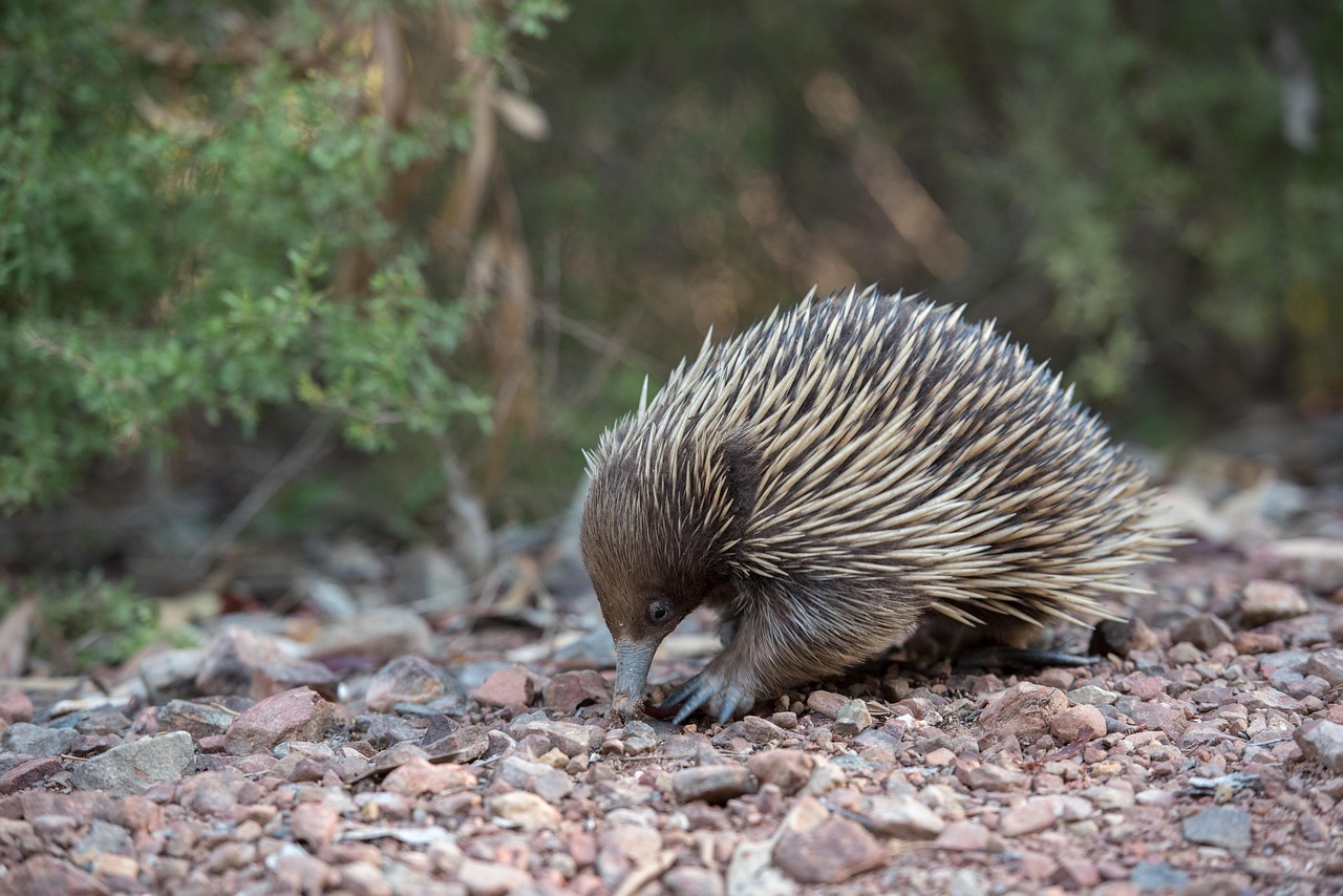 short beaked echidna echidna animal monotreme spiny anteater tachyglossus aculeatus egg-laying mammal mammal spiky wildlife fauna wild nature australia