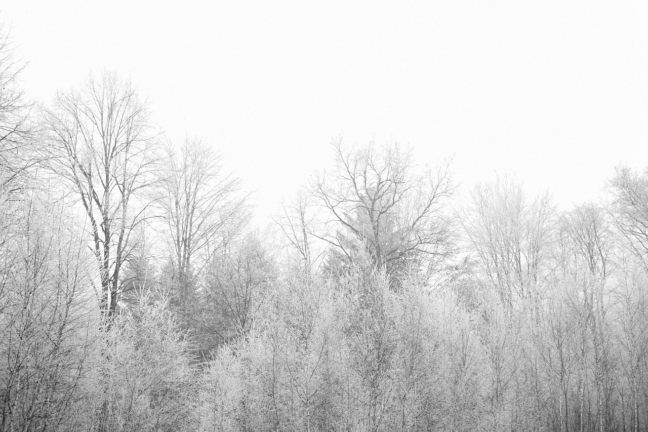 autumn winter trees branches alpine birch aspen oak forest woods snow snowfall fall season nature person young people happy male cold spring outdoor landscape seasonal lifestyle birch aspen snowfall snowfall snowfall snowfall snowfall