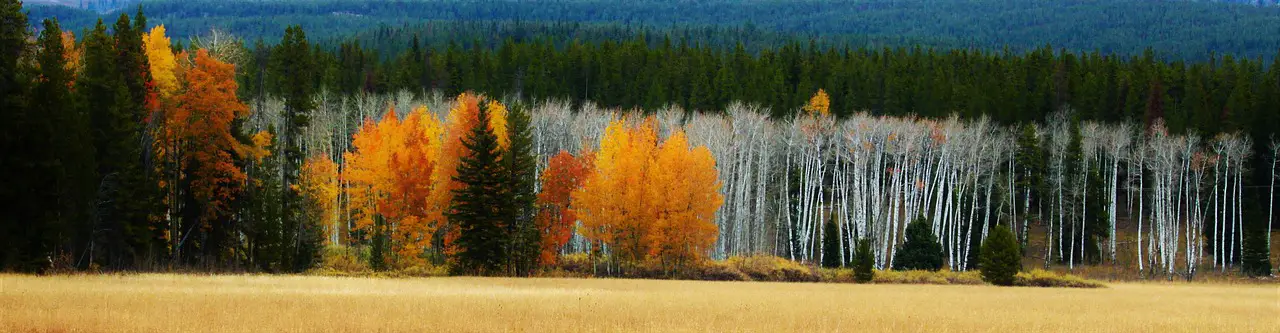 aspen nature grove forest landscape birch trees tree foliage yellow white trunk bark