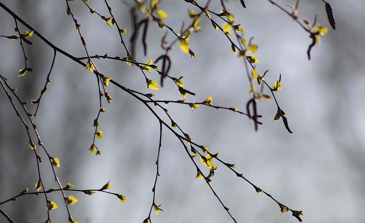 nature plants trees branches spring birch young leaves spring spring spring spring spring birch birch