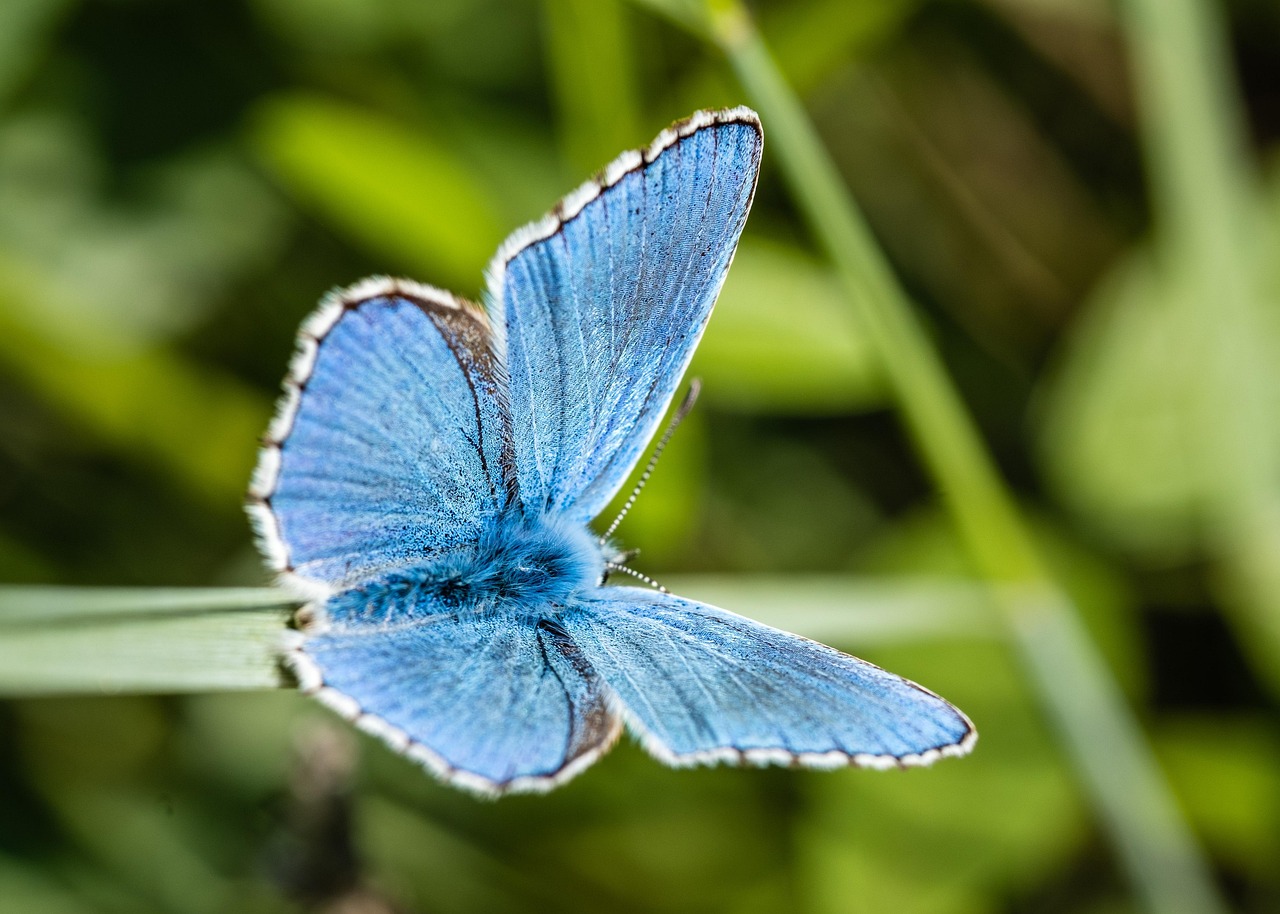 blue butterfuly butterfly insect wings wildlife nature biodiversity butterfly butterfly butterfly butterfly butterfly
