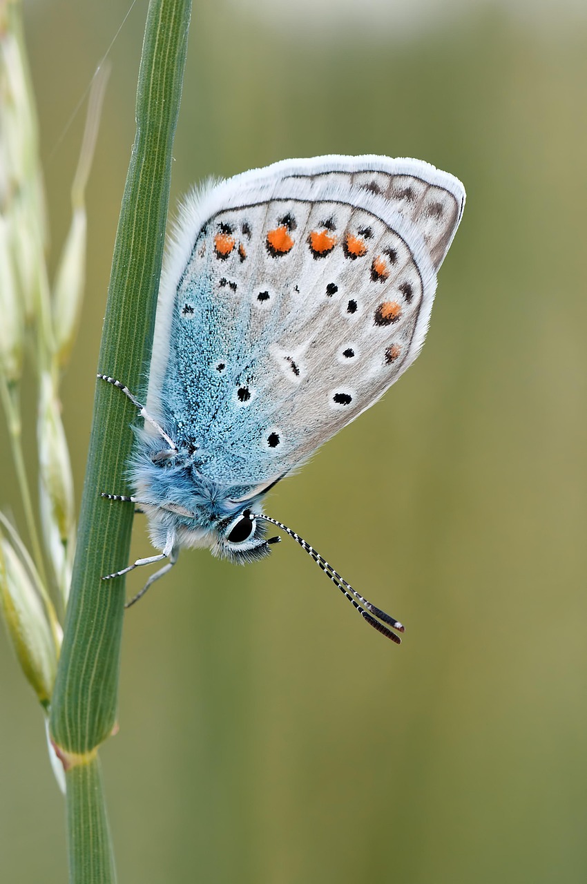 butterfly insect nature common blue animal fauna grass meadow closeup butterfly butterfly butterfly butterfly butterfly nature
