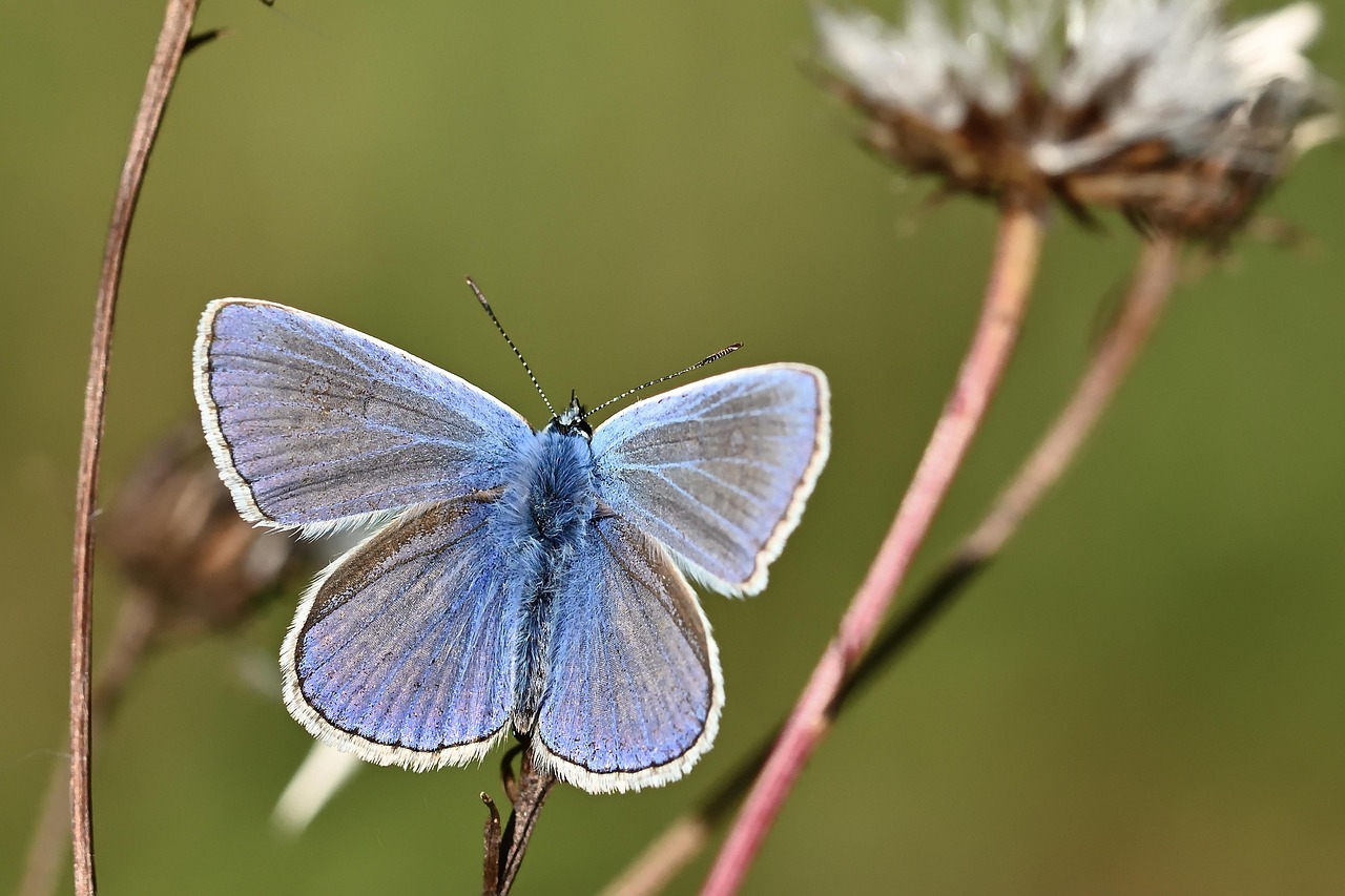 common blue butterfly insect wing nature close up butterfly butterfly butterfly butterfly butterfly