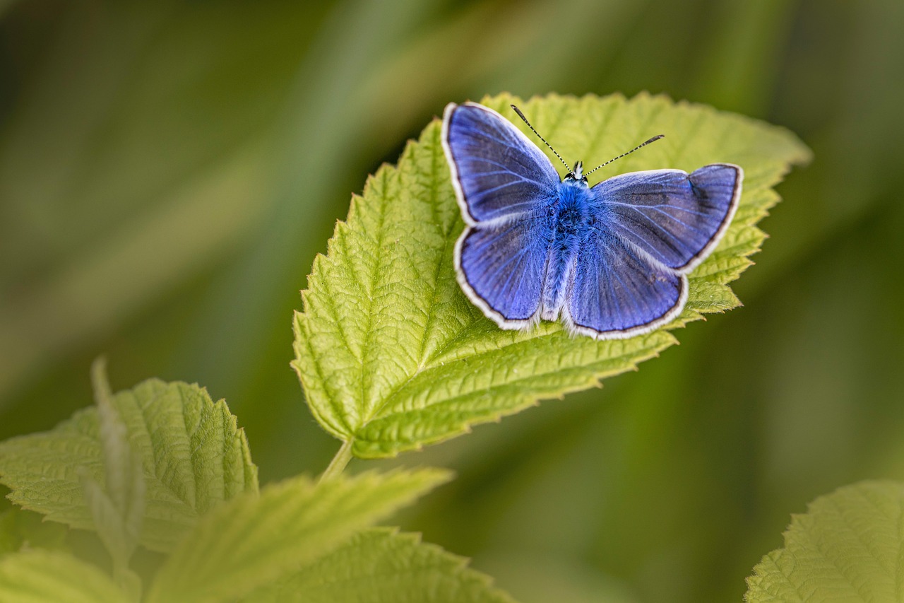 common blue butterfly insect polyommatus icarus wings macro plant leaves closeup wildlife nature blue butterfly butterfly butterfly butterfly butterfly butterfly