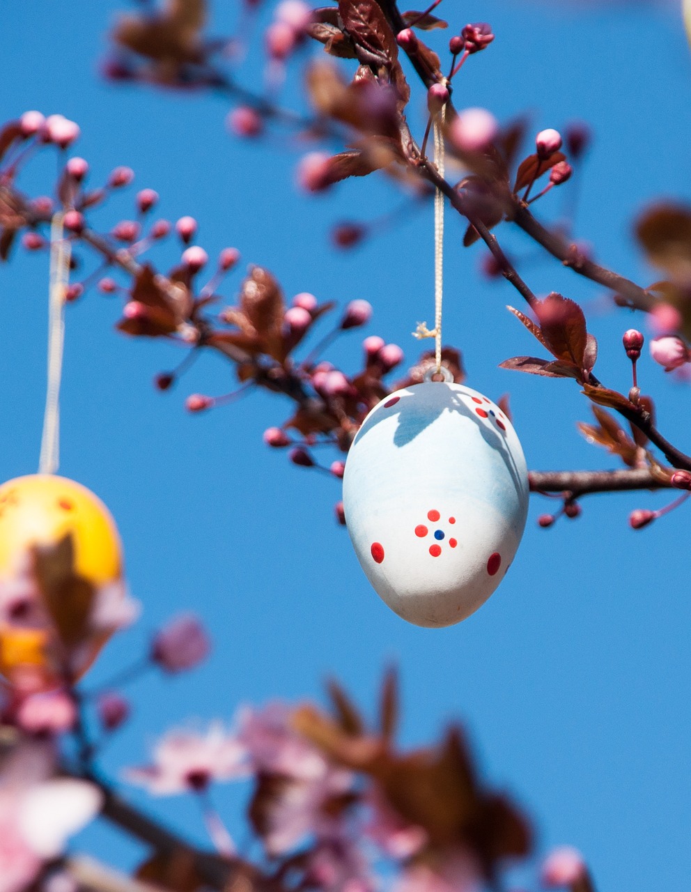 easter easter egg branch blue pink cherry colored egg colorful eastercollection blue egg blue eggs blue color easter easter easter easter easter