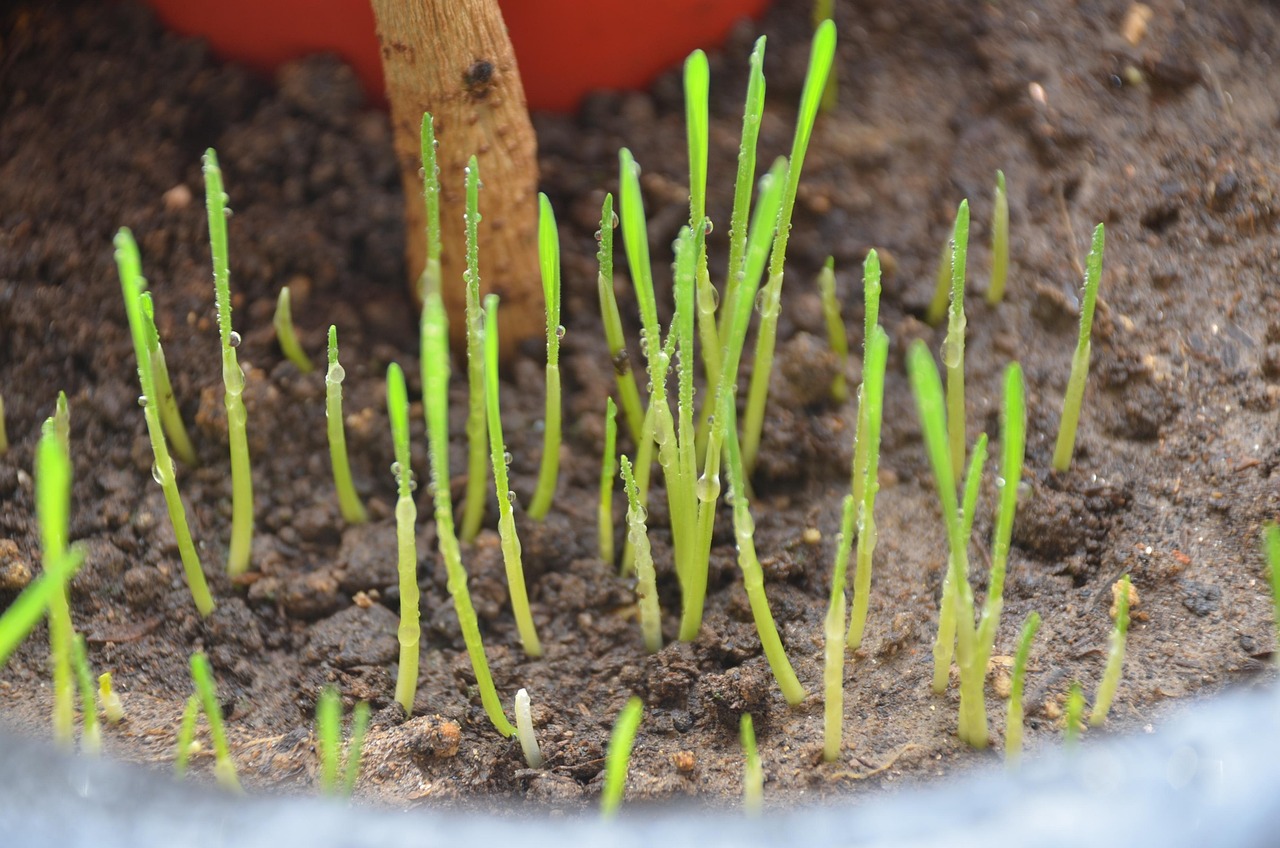 living foods small shoots lively spring grass nature blossoming reason mud earth spring reason reason reason reason reason