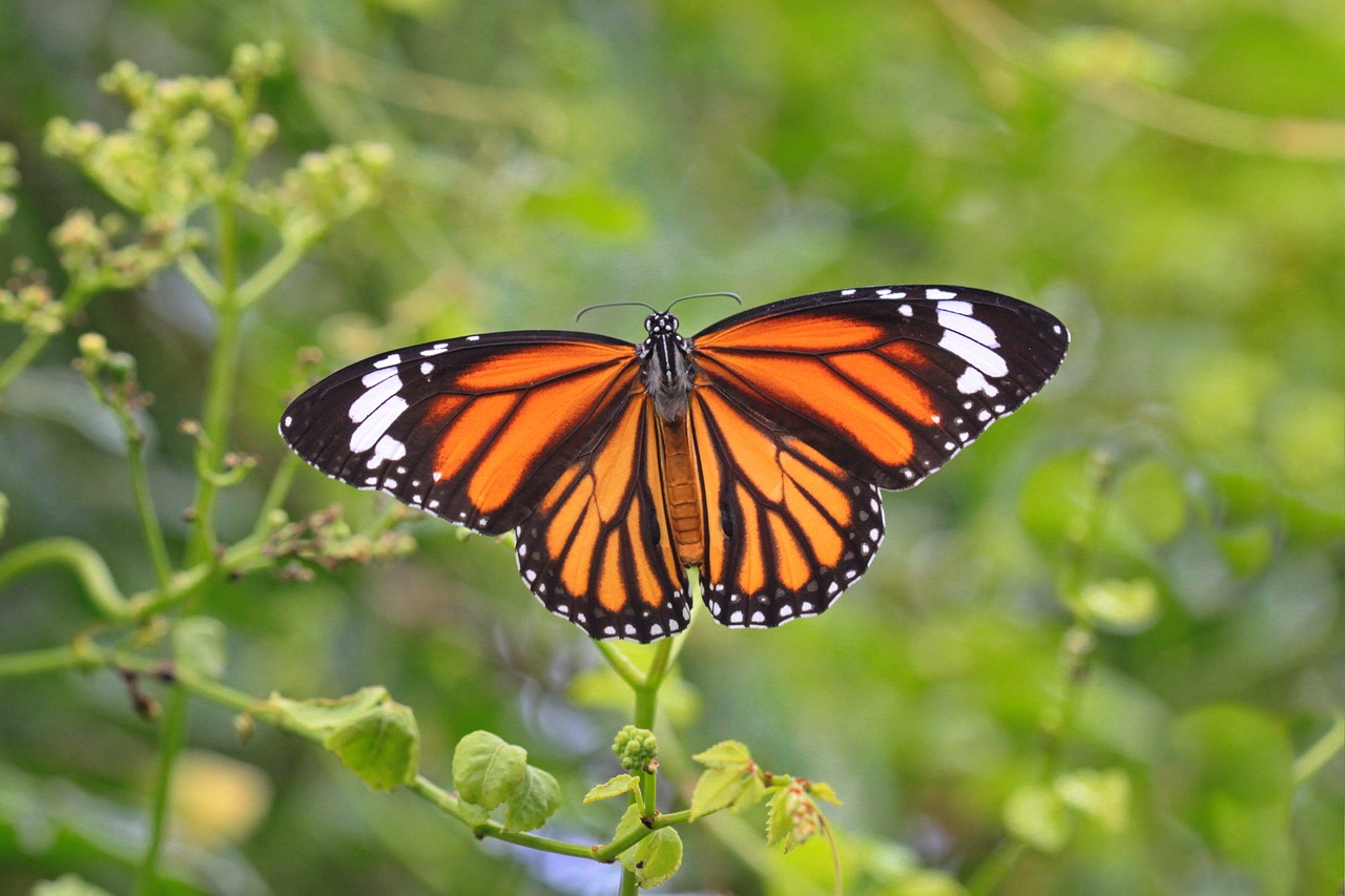 butterfly monarch butterfly macro nature insect wings green butterfly monarch butterfly monarch butterfly monarch butterfly monarch butterfly monarch butterfly