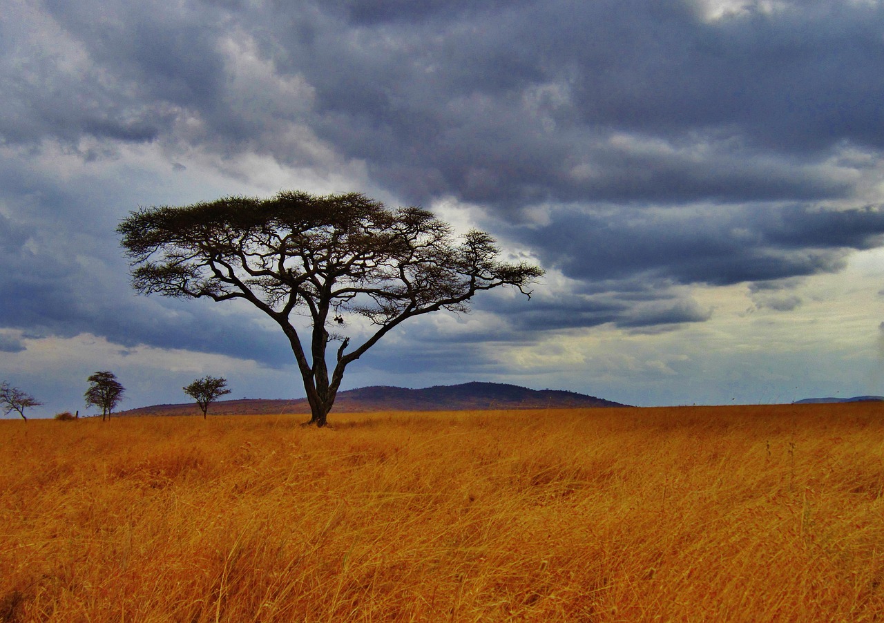 acacia tree tanzania safari serengeti africa wildlife outdoors nature blue tree acacia tree acacia tree acacia tree acacia tree tanzania tanzania tanzania tanzania tanzania serengeti serengeti serengeti serengeti