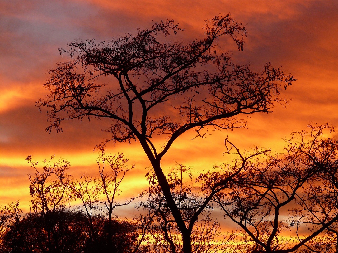 trees dusk silhouette sunset acacia woods foliage nature acacia acacia acacia acacia acacia