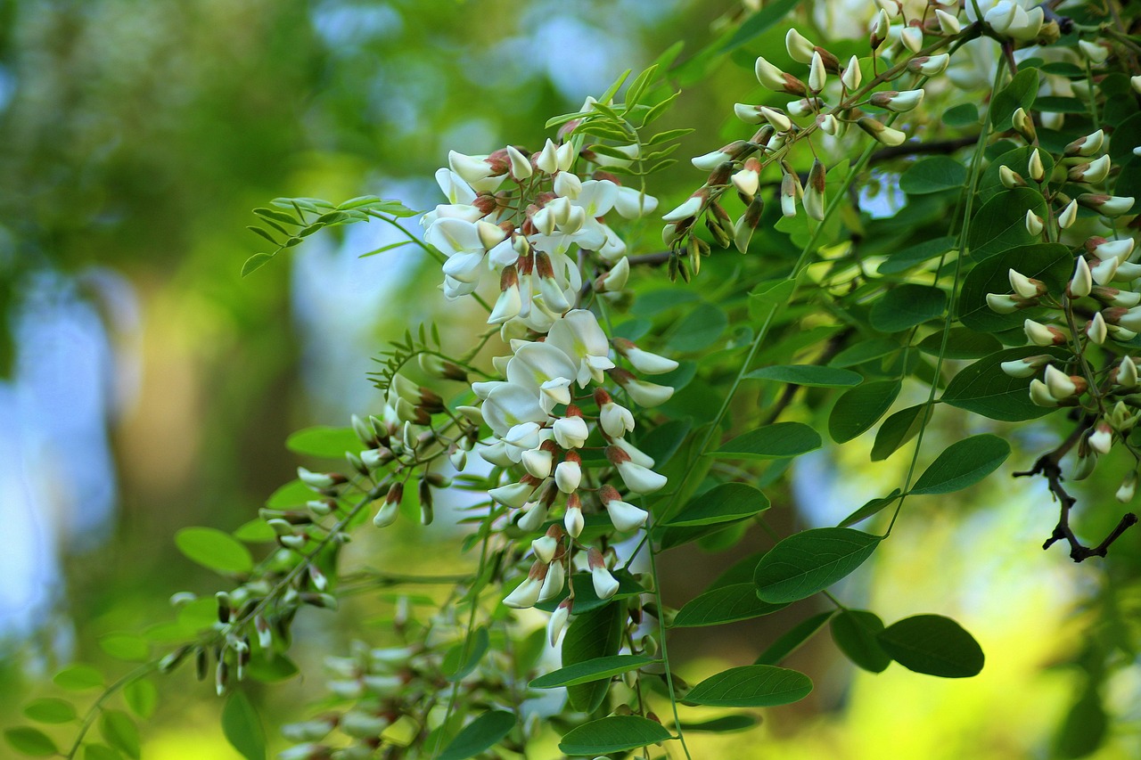 acacia flowering tree spring may white flowers nature green leaves plant acacia acacia acacia acacia acacia